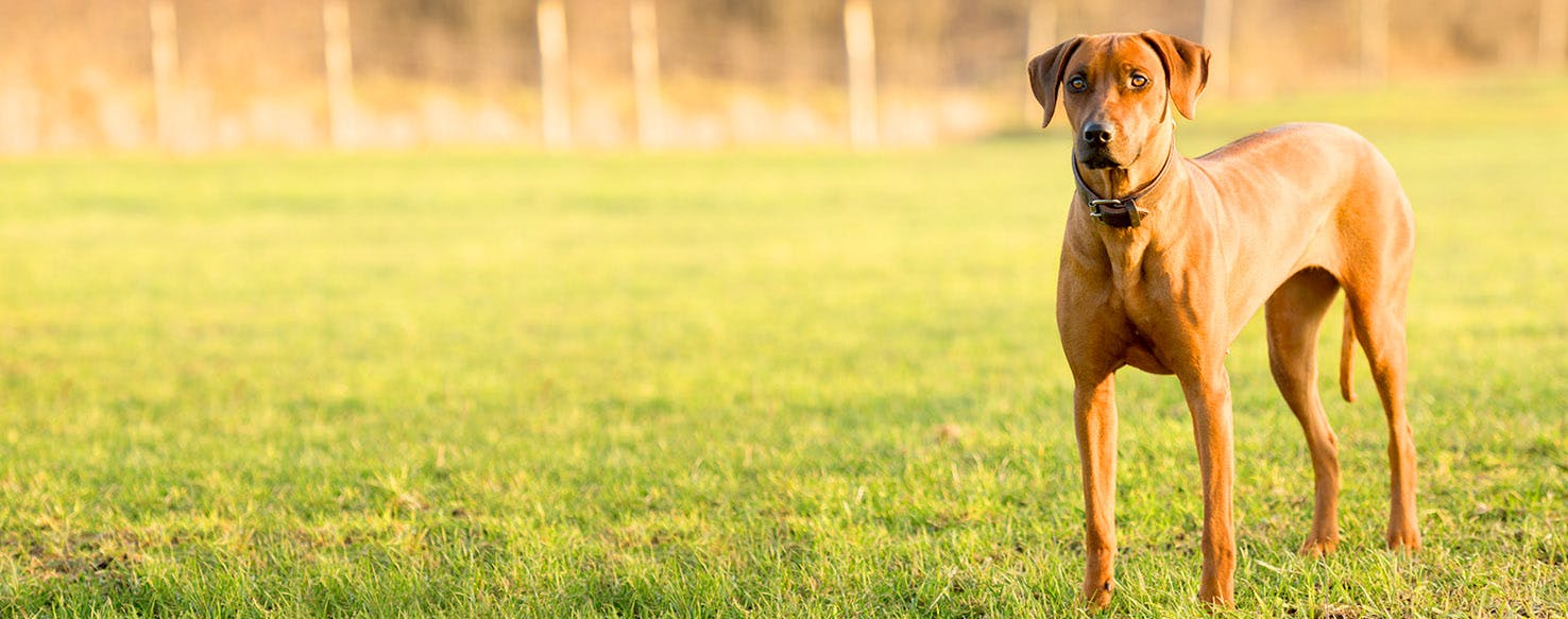 Short Dog Names Popular Male and Female Names Wag!